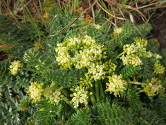 Haplosciadium abyssinicum