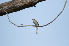 Mimus polyglottos image