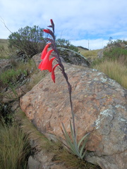 Gladiolus watsonioides