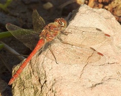 Sympetrum nigrifemur