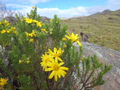 Euryops brownei