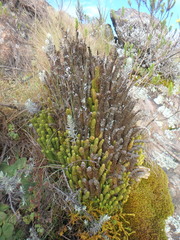 Phlegmariurus saururus