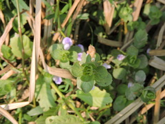 Hygrophila triflora