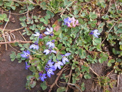 Lobelia lindblomii
