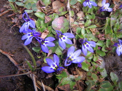 Lobelia lindblomii