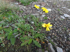 Senecio meyeri-johannis