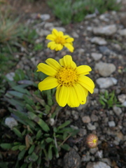 Senecio meyeri-johannis