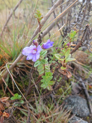 Veronica glandulosa