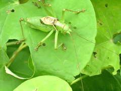 Neobarrettia sinaloae