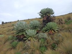Dendrosenecio