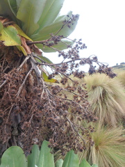 Dendrosenecio