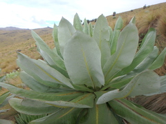 Dendrosenecio