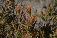 Chuquiraga spinosa