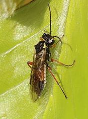 Aglaostigma fulvipes