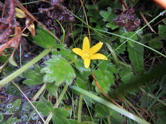 Ranunculus oreophytus