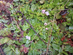 Lysimachia serpens