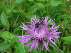 Centaurea