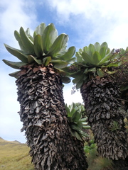 Dendrosenecio