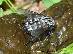 Sarcophaga carnaria