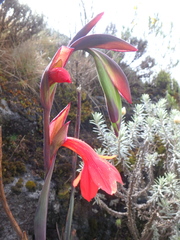 Gladiolus watsonioides