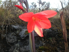 Gladiolus watsonioides