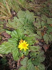 Haplocarpha rueppelii