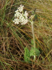Heracleum elgonense