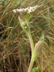 Heracleum elgonense
