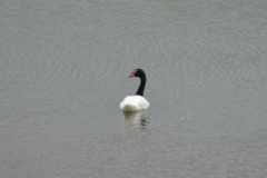 Cygnus melancoryphus