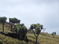 Dendrosenecio
