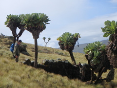 Dendrosenecio