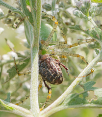 Euphoria sepulcralis