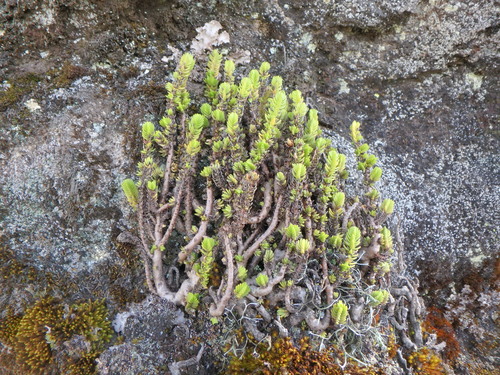 Crassula schimperi