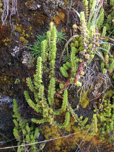 Crassula schimperi