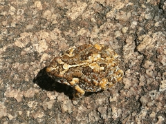 Poyntonophrynus fenoulheti