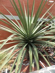 Furcraea macdougallii