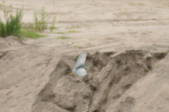 Nycticorax nycticorax