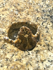 Poyntonophrynus fenoulheti