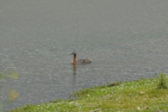 Podiceps major