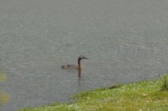 Podiceps major