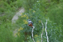 Megaceryle torquata