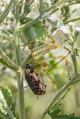 Euphoria sepulcralis