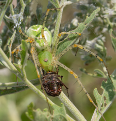 Euphoria sepulcralis