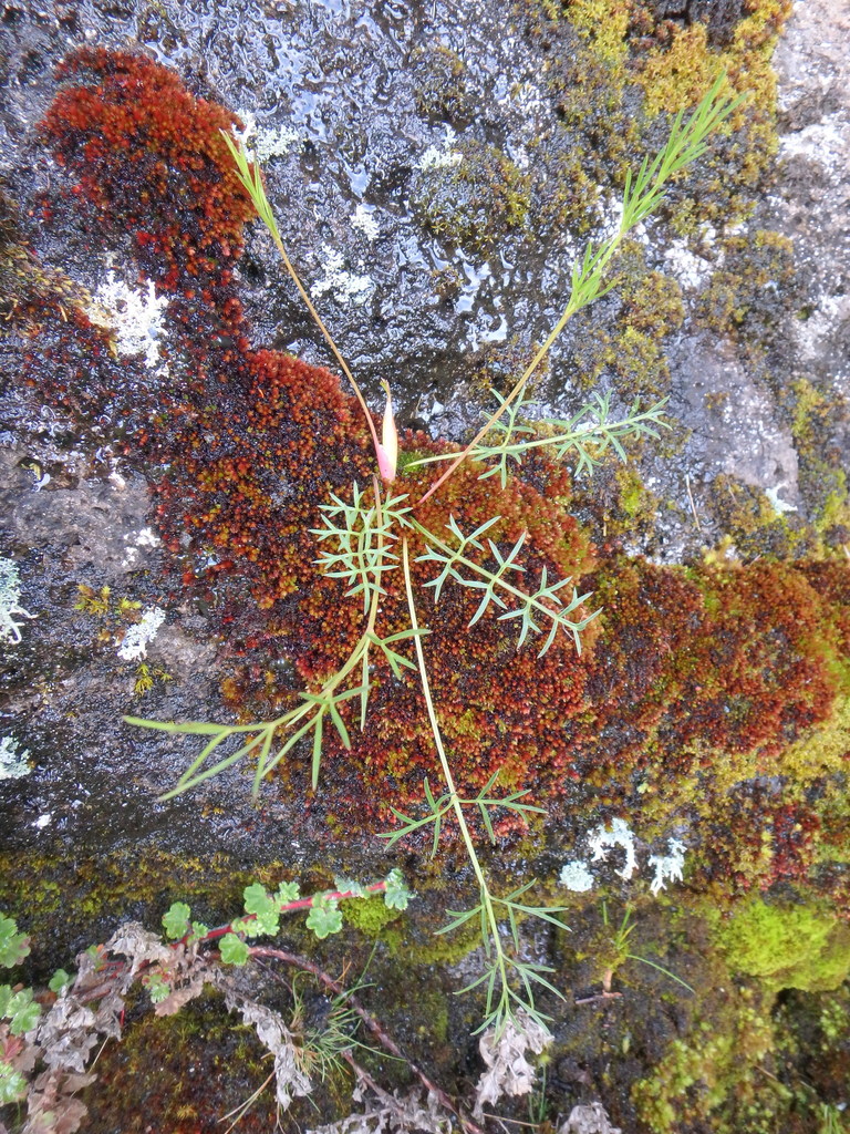 Afrosciadium friesiorum