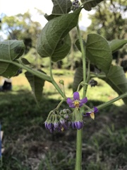 Solanum corymbiflorum