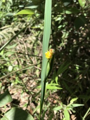Sisyrinchium palmifolium