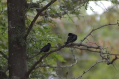 Molothrus rufoaxillaris