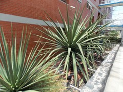 Furcraea macdougallii