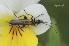 Oedemera pthysica