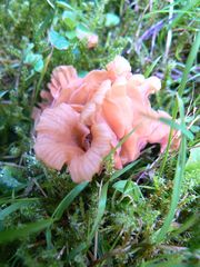 Fungi